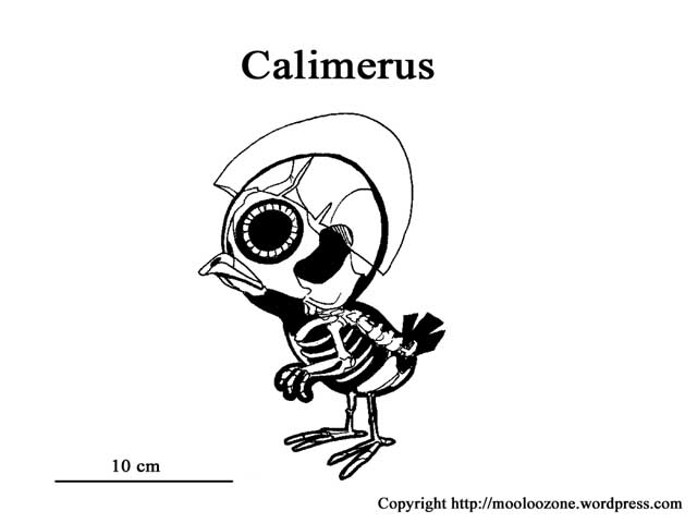 calimerus.jpg